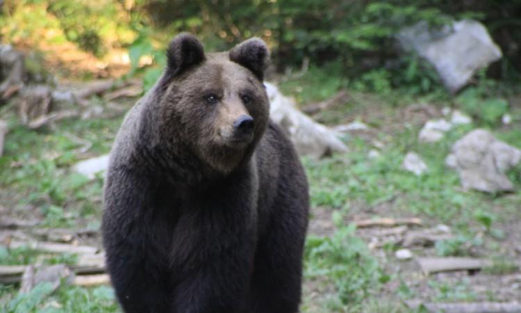 I rendžeri su naišli na medvjeda kako se hrani nad tijelom - Avaz