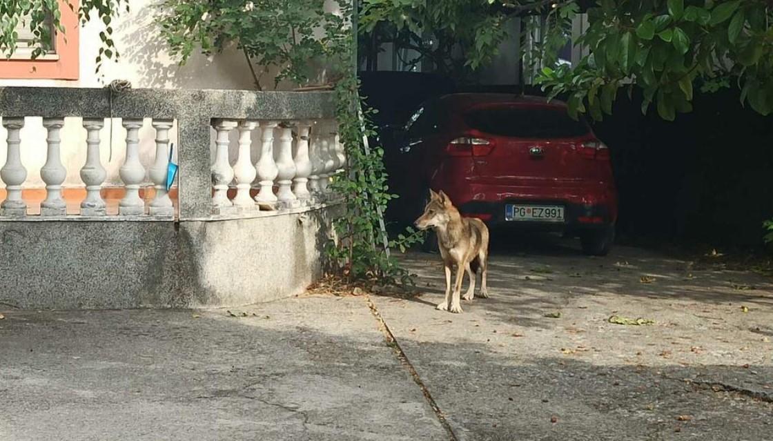 Vuk u dvorištu kuće - Avaz