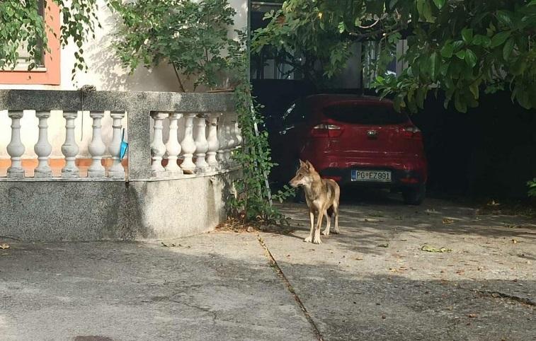 Vuk u Podgorici - Avaz