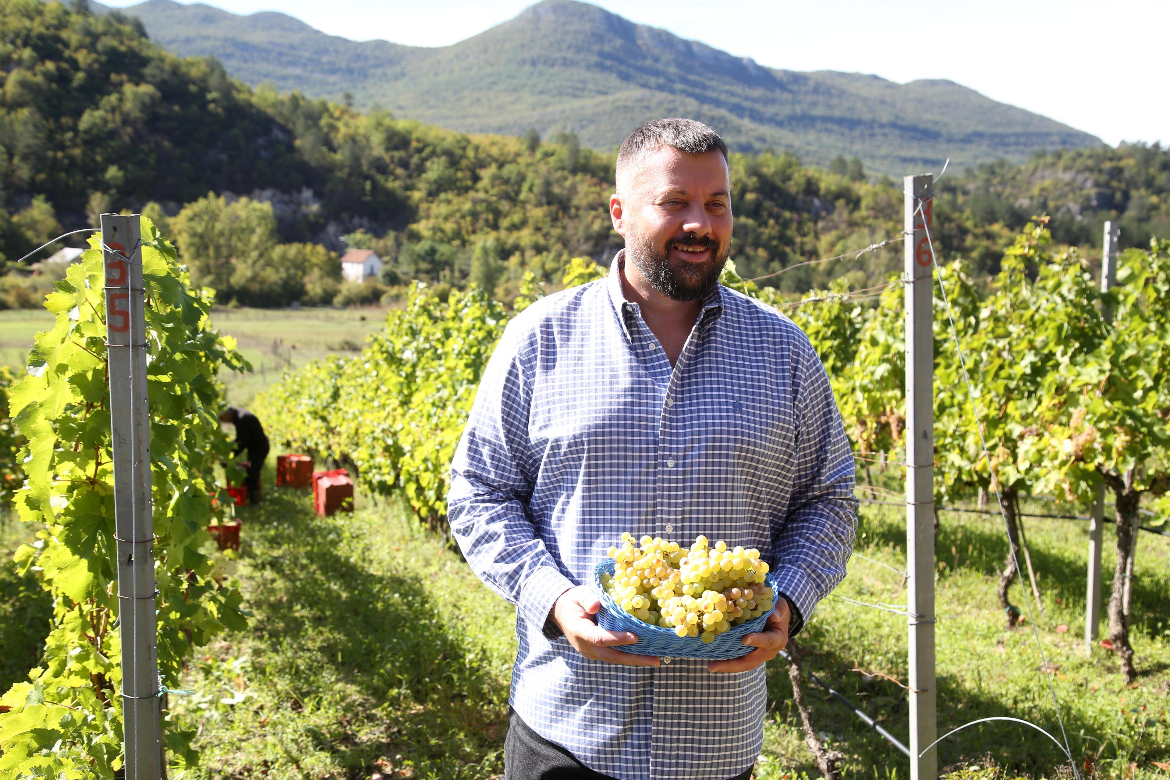 Počela berba grožđa u Carskim vinogradima - Avaz