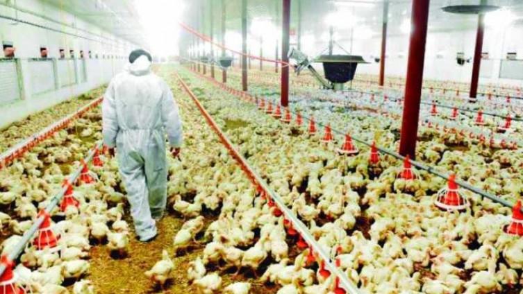 Salmonela na tri farme u KS: Na sanitarno klanje upućeno 46.677 komada tovne peradi