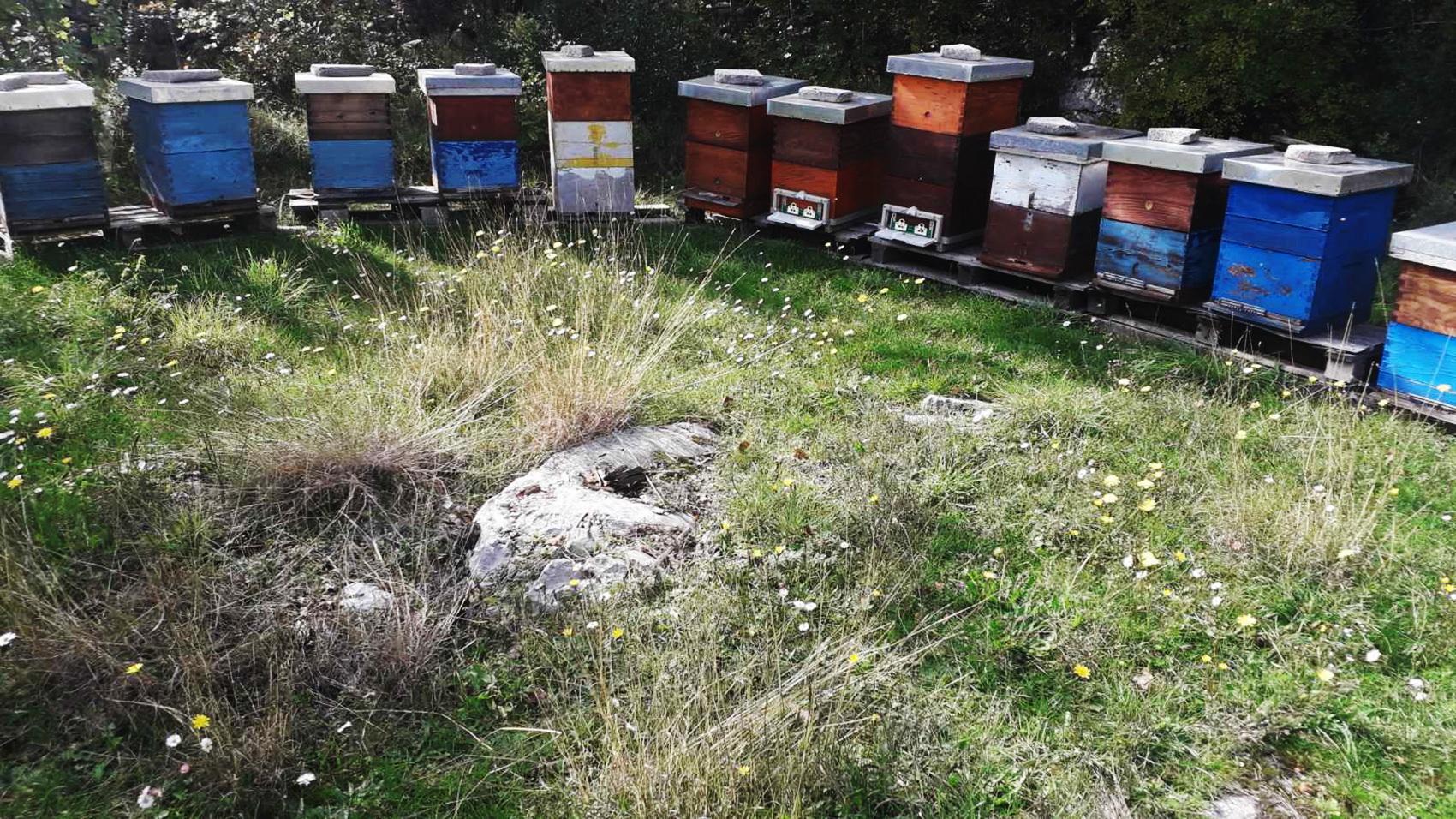 Za kilogram ovog proizvoda potrebno stotinjak košnica - Avaz