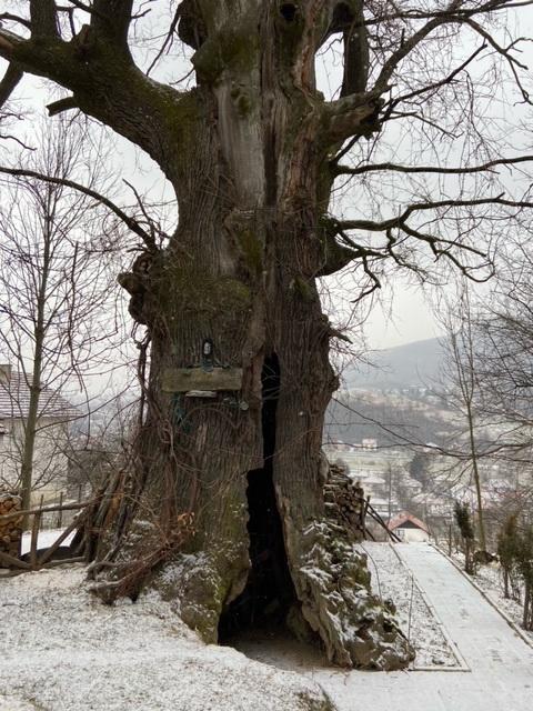 Hrast u Pazariću osam stoljeća prkosi vremenu