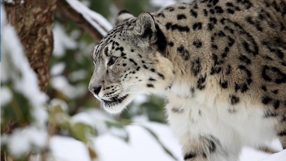 Snježni leoprad, jedna od atrakcija koja se može vidjeti u Cental Parku - Avaz