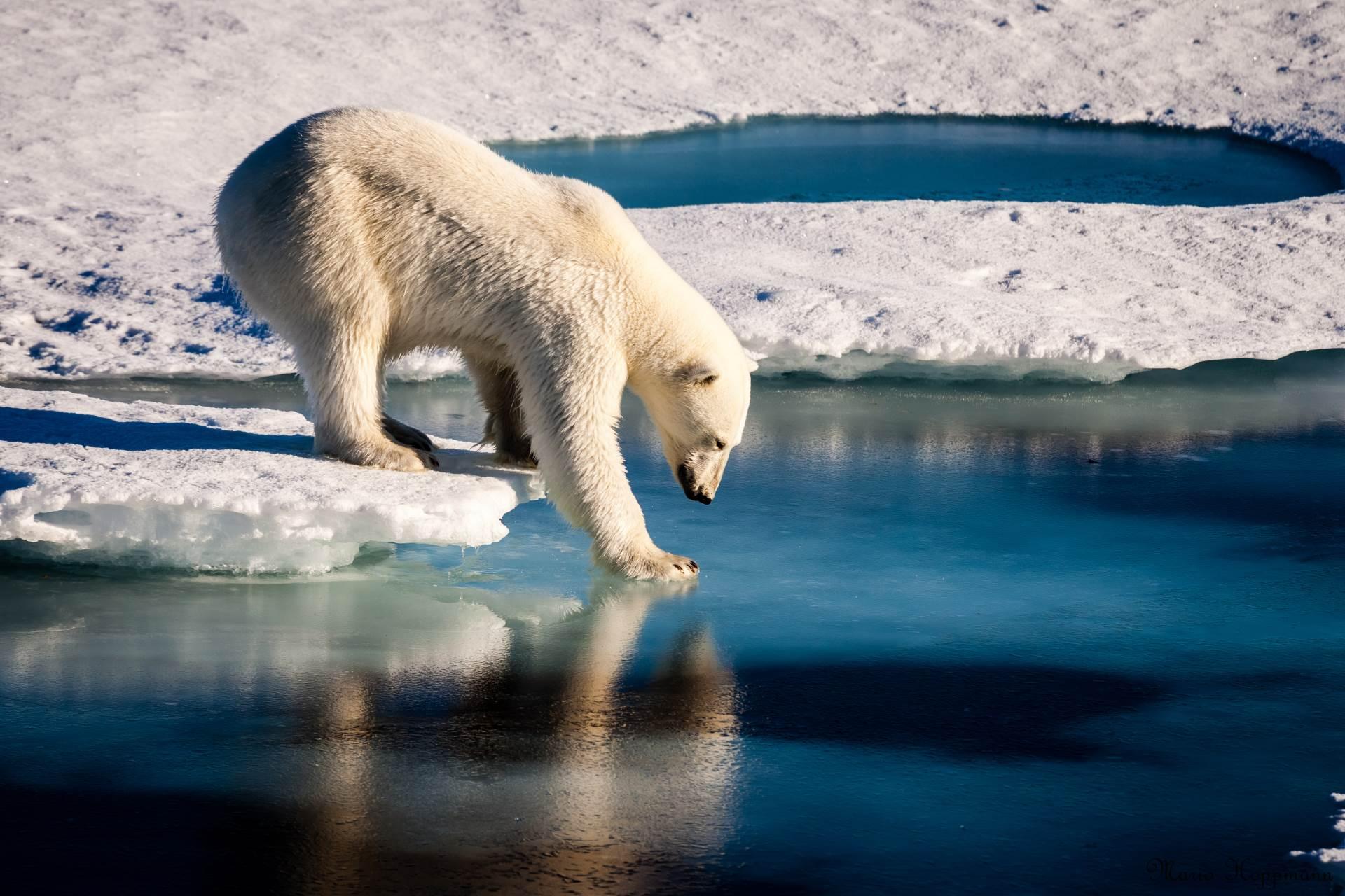 Klimatske promjene dovele do neobične nove životinjske vrste