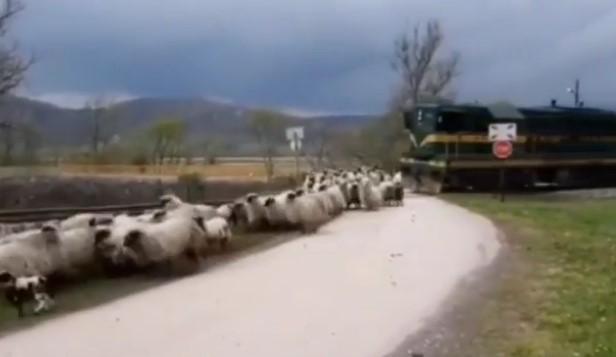 U videu se ne vidi da li je neka od ovaca nastradala - Avaz