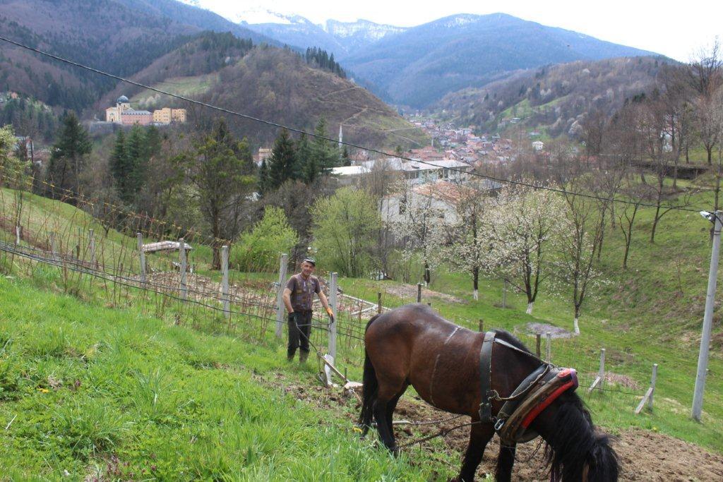 Iviš: Uzorao više od 1.000 dunuma zemlje - Avaz