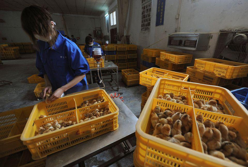 China confirms first human case of bird flu strain