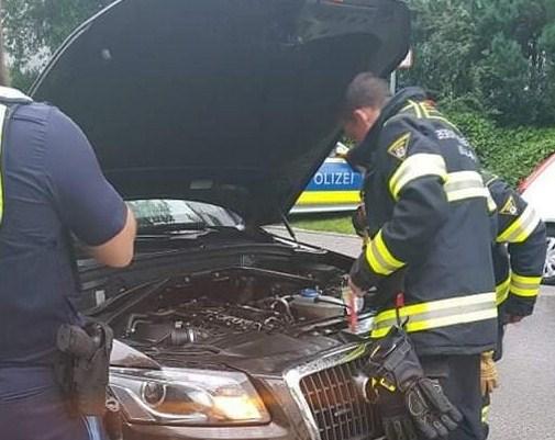 Bosanac ispod haube iz Živinica u Minhen prevezao zmiju