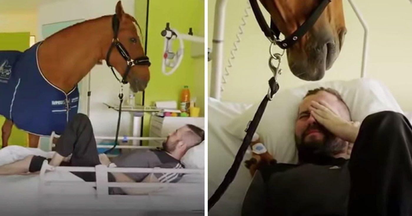 Konj pruža utjehu teškim bolesnicima: "Doktor Pejo" bira kojeg pacijenta će posjetiti