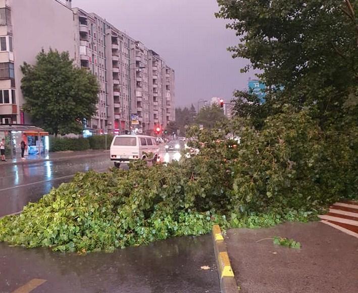 Jak vjetar oborio stablo u Sarajevu, ekipe "Parka" uklanjaju grane sa ceste