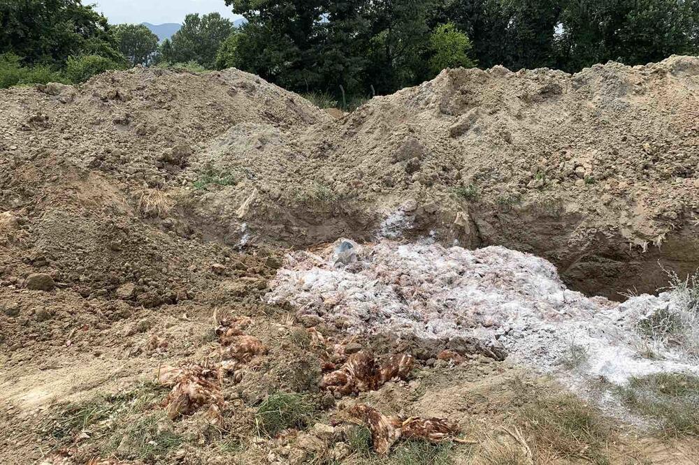 Kokoške se moraju zakopati shodno propisima - Avaz