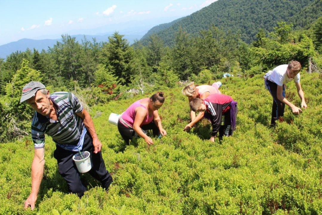 Berba na plantažama - Avaz