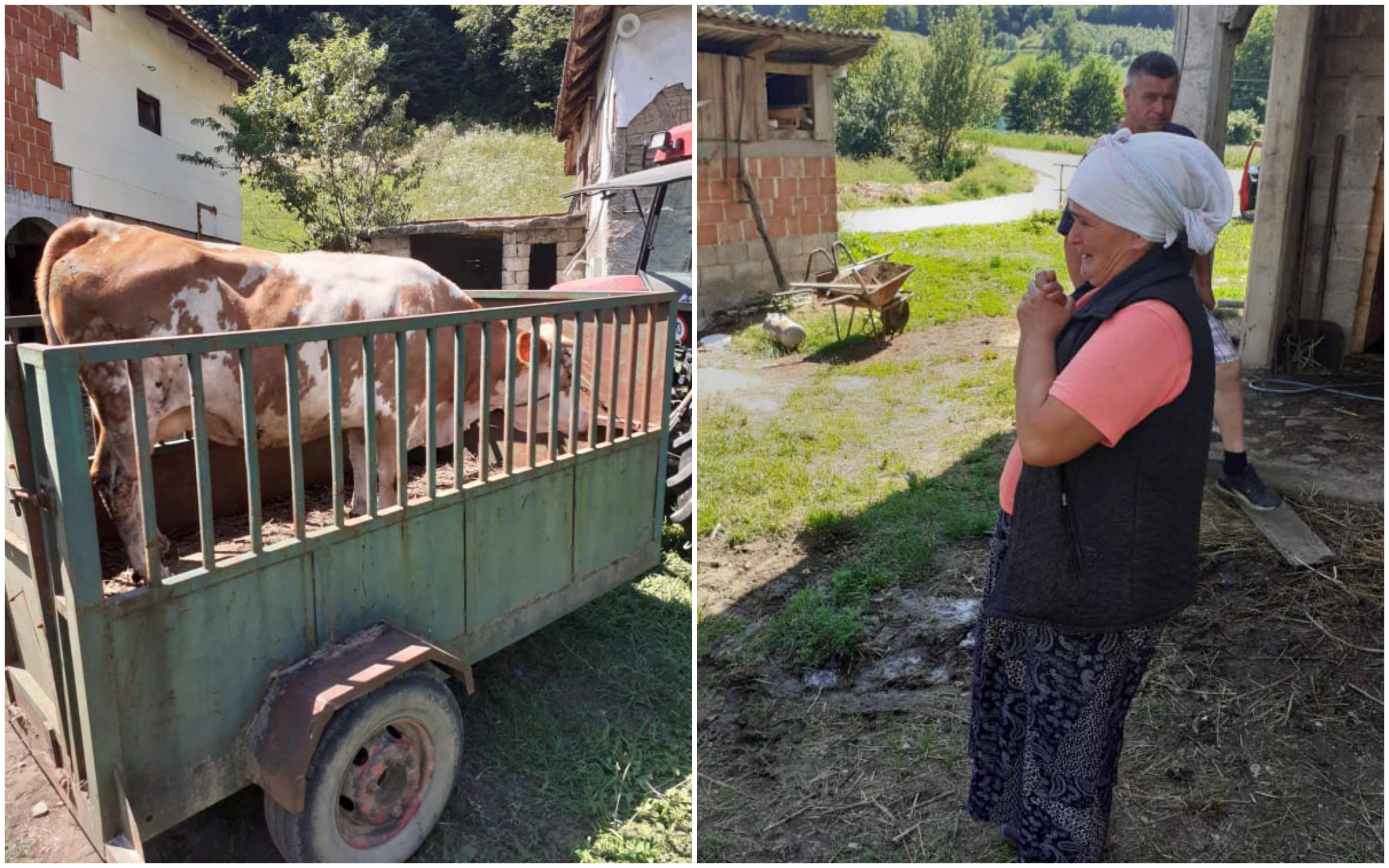 Stigla krava u Šumatac: Sreći nane Semke nema kraja