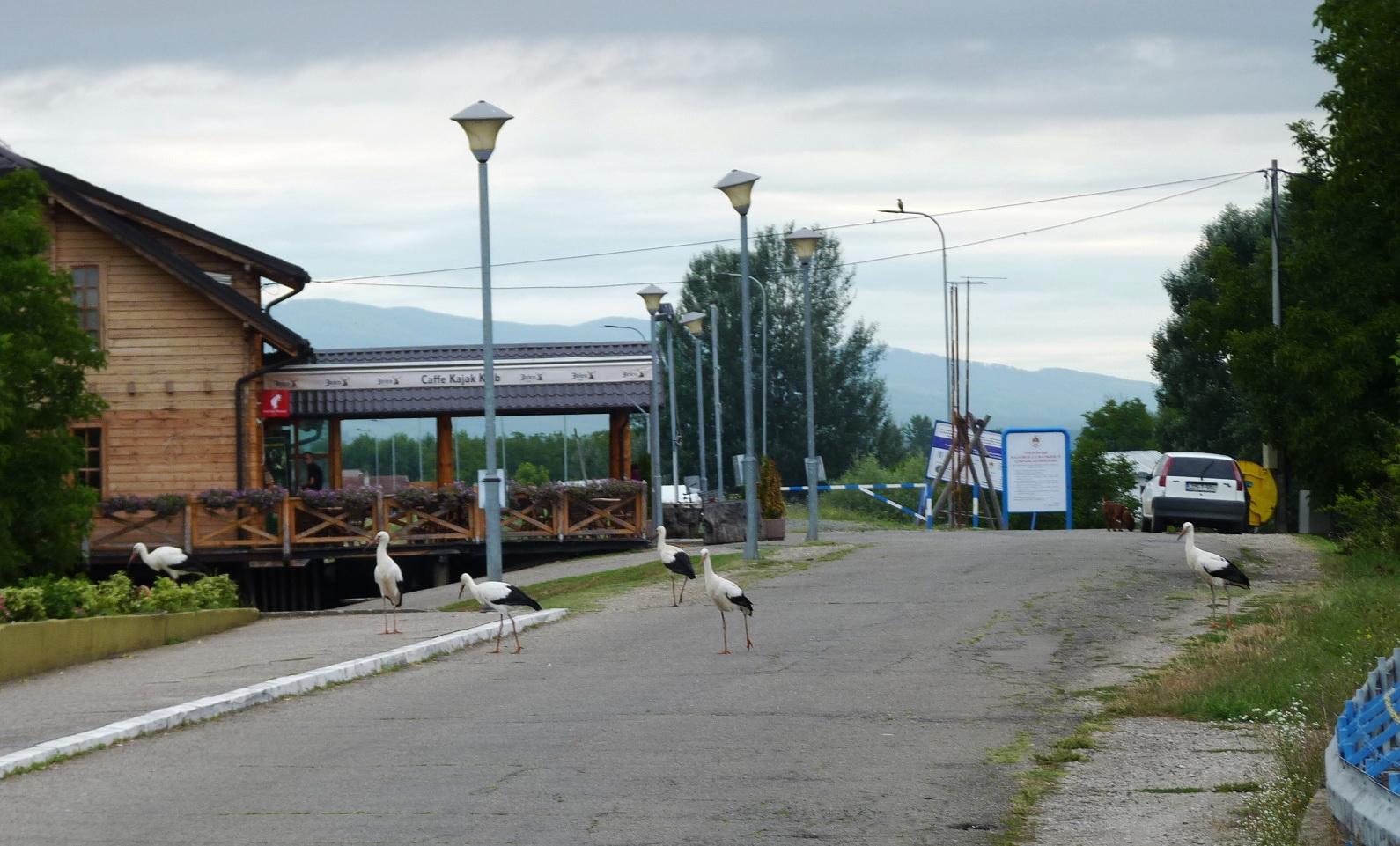 Česta slika na području Bosanske Gradiške: Rode na ulici - Avaz