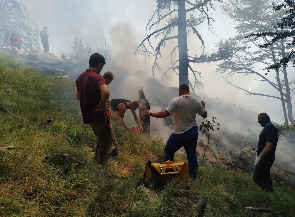 Gori trava, nisko i visoko rastinje - Avaz