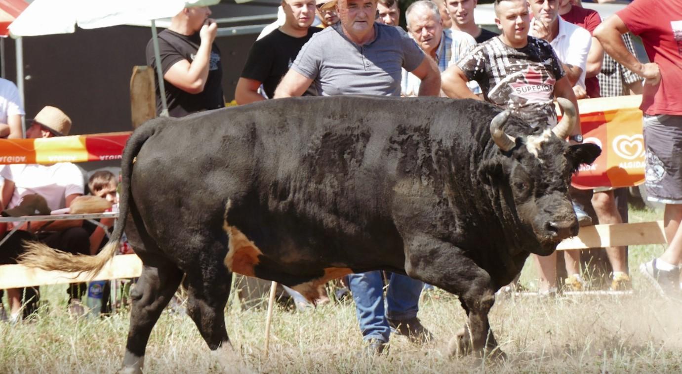 Nema Čevljanovića ali ima Blaževića: Hiljade ljudi došlo na koridu kod Busovače