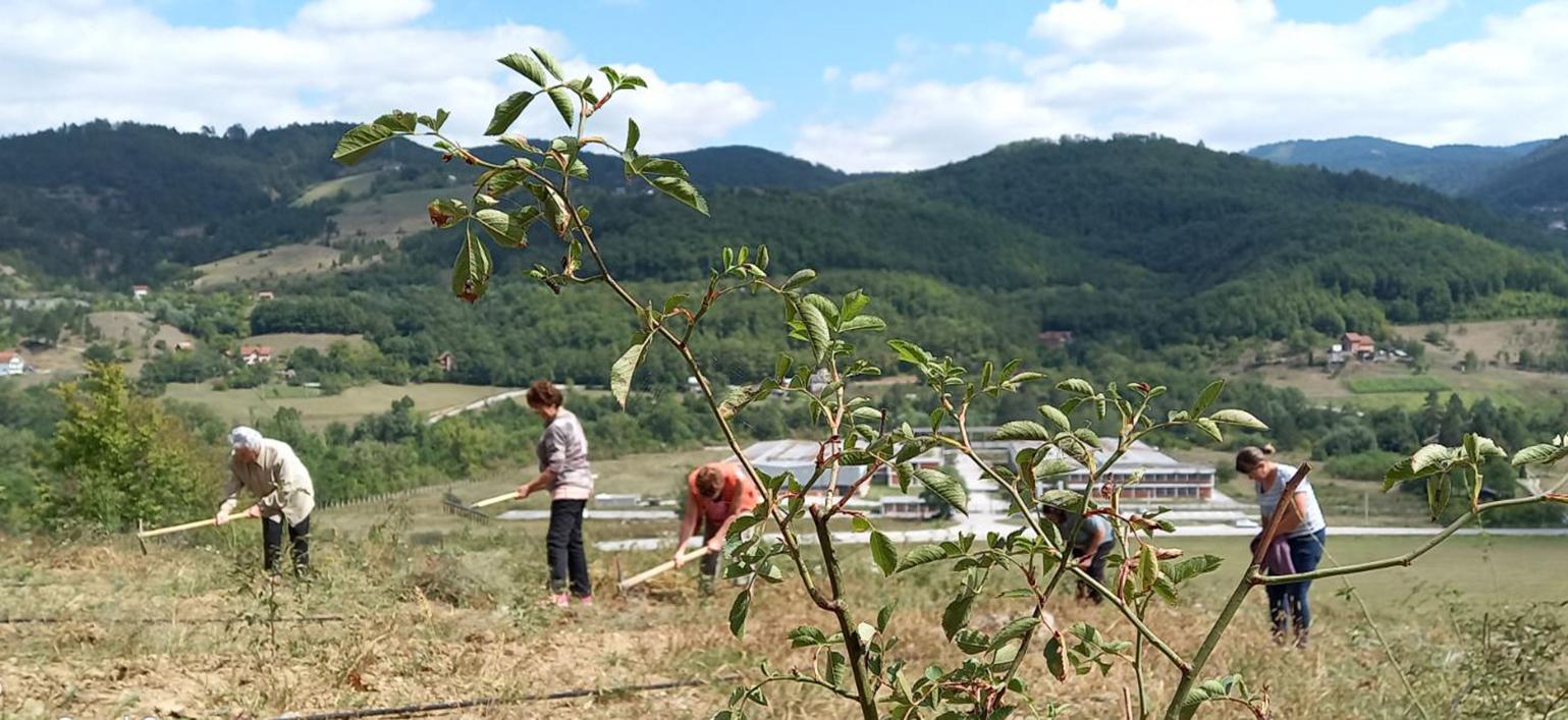 Vrijedne žene Rudog zasadile prvu plantažu šipurka: Zajedništvom i radom do zarade