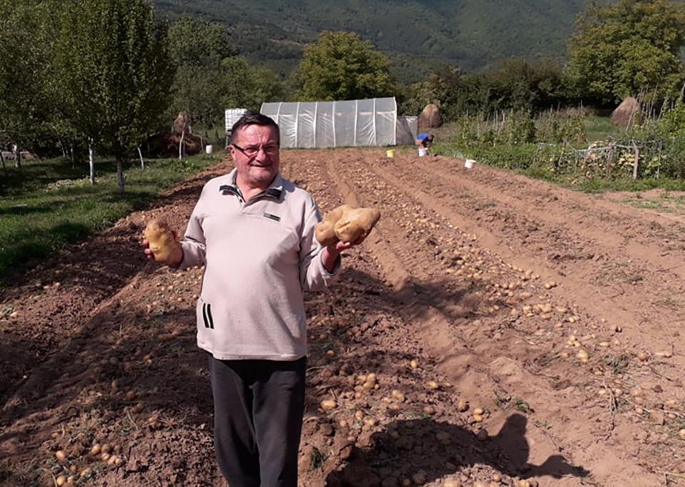 Plodno Cvilinsko polje: U Taibovom vrtu krompir kao rukometna lopta