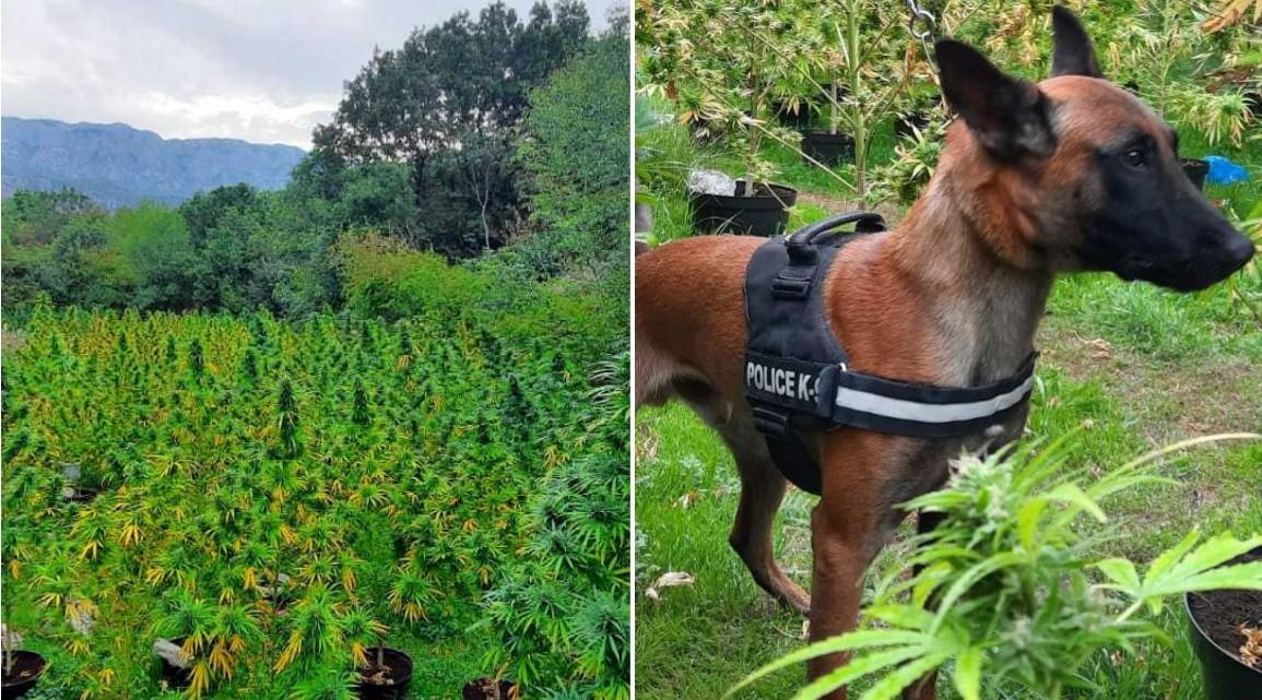 Na Bogetićima otkrivena dva zasada marihuane, uhapšen Nikšićanin