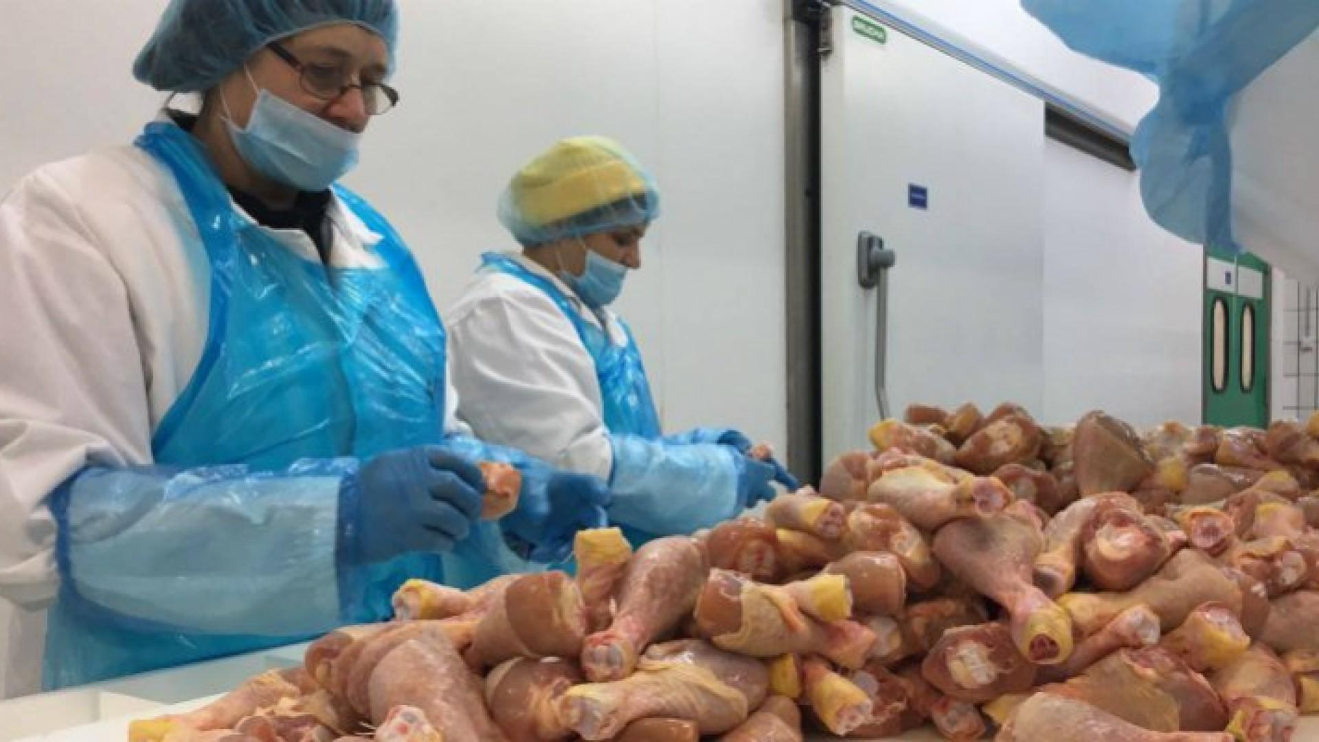 U piletini utvrđeno prisustvo bakterije „Salmonella enetritidis“ - Avaz