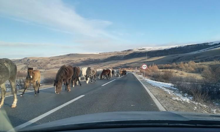 Vozači se pozivaju na oprez zbog divljih konja na putu Livno-Šuica - Avaz