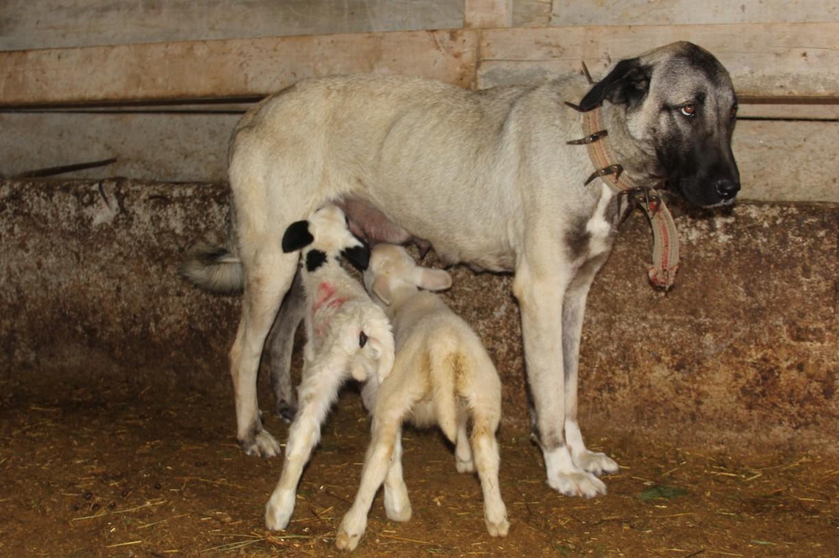 Janje je to možda učinilo jer mu majka nije davala dovoljno mlijeka - Avaz