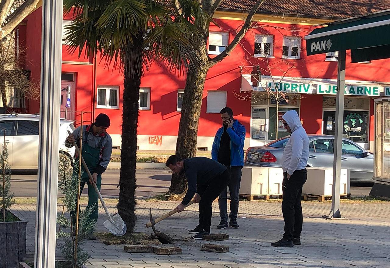 Pokušali "iščupati" palmu - Avaz