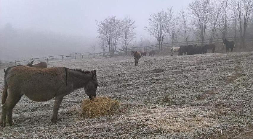 Brojni farmeri u problemima - Avaz