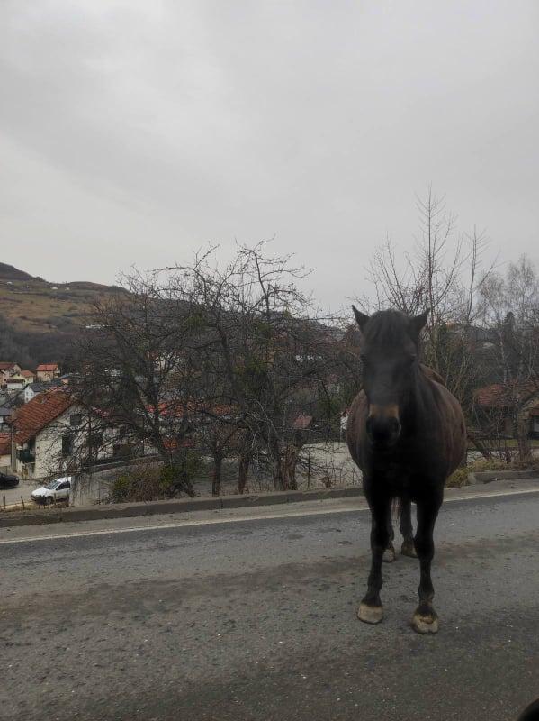 Na Kobiljoj Glavi ispred rezidencije Indonezije konj šetao ulicom: Pogledajte fotografije