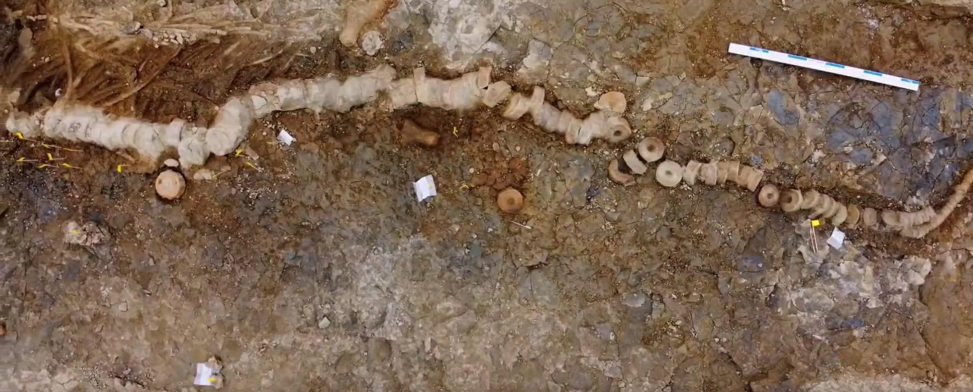 Pogledajte video: U Peruu otkrivena 36 miliona godina stara lobanja morskog čudovišta