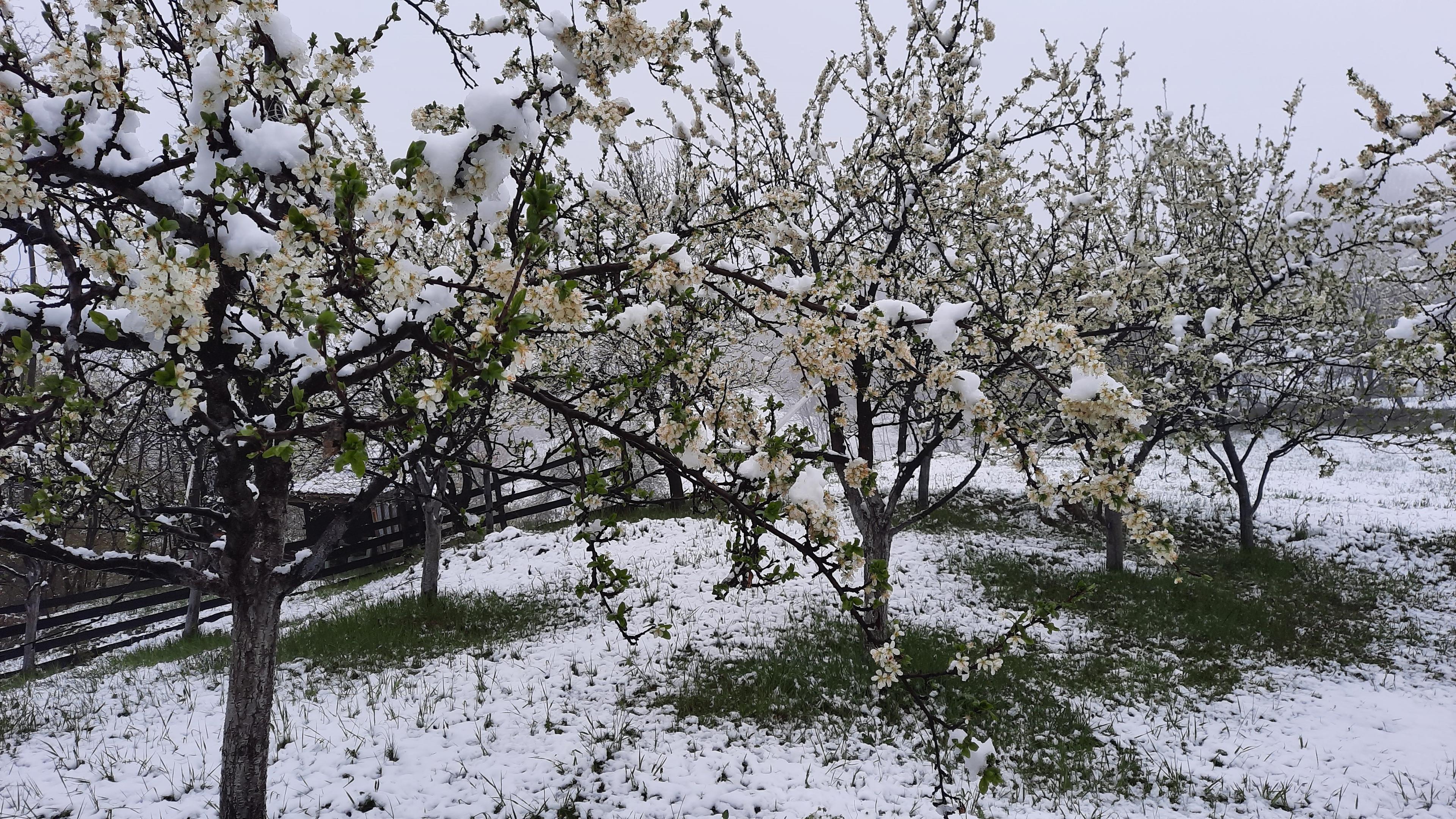 Snijeg na drveću koje je probeharalo - Avaz