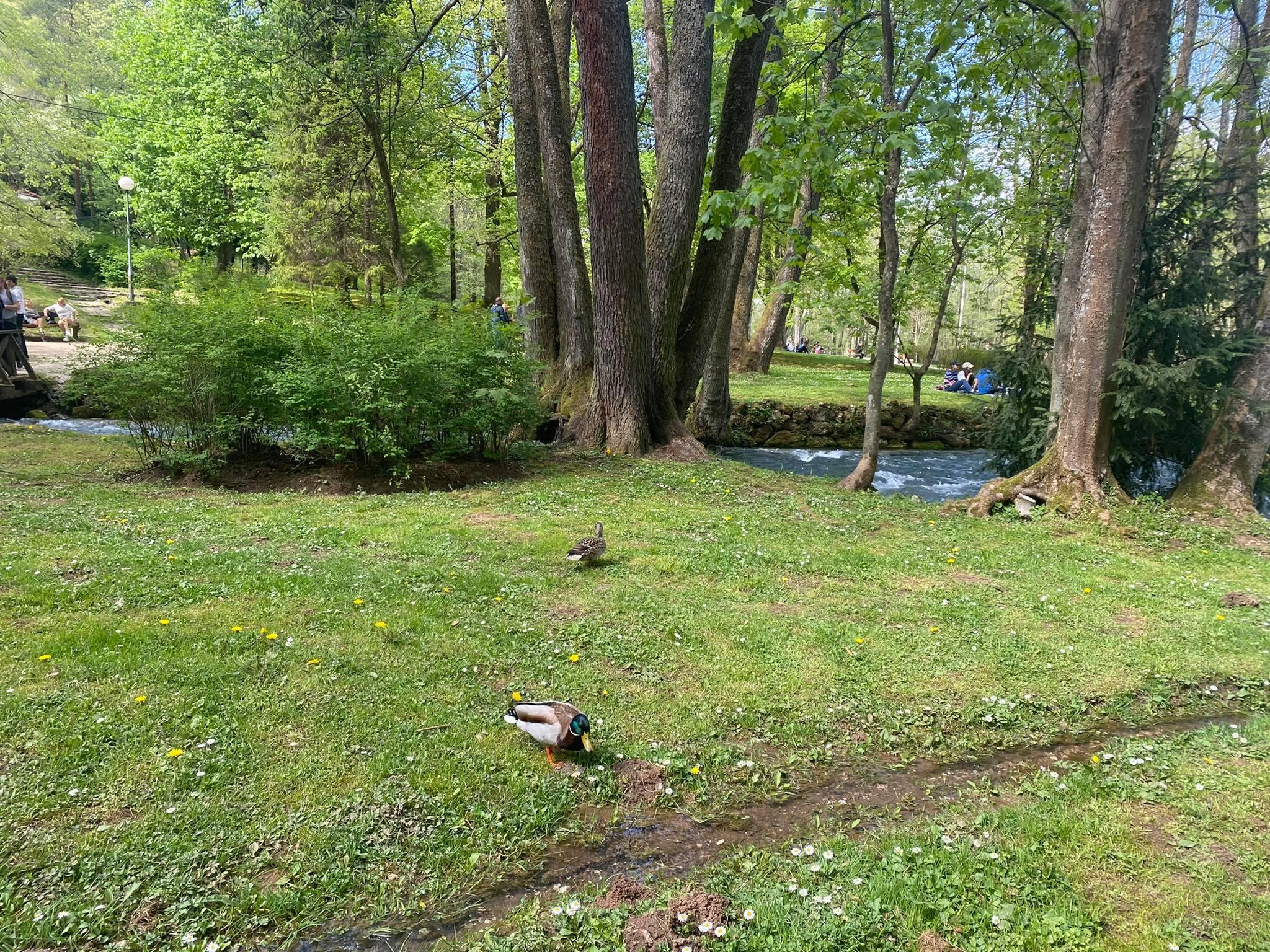 Patke na Vrelu Bosne - Avaz