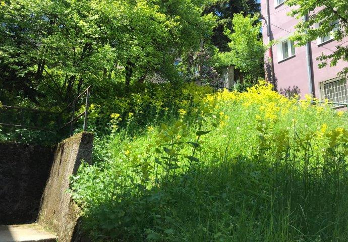 Pojedine ulice i parkovi u centru Sarajeva nisu niti jednom pokošeni ove godine