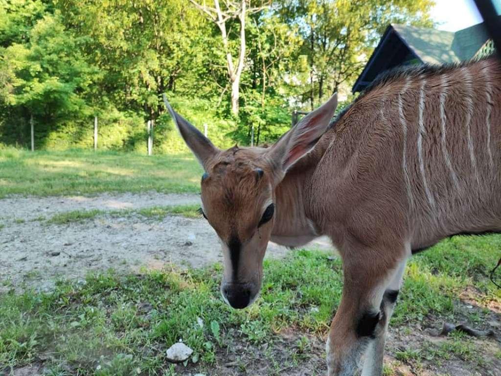 Pionirska dolina bogatija za nekoliko beba antilopa, lama, rakuna, jarića...