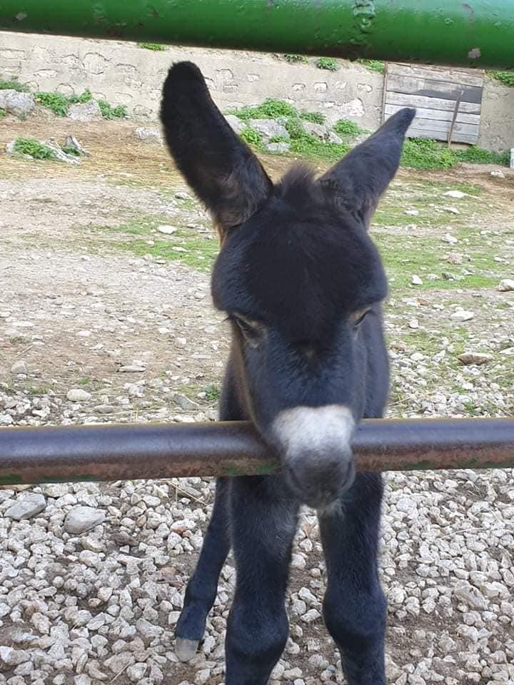 Kako su smirili magarca koji je uznemiravao čak i komšije