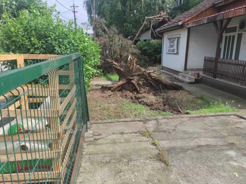 Vjetar čupao drveće iz korijena - Avaz