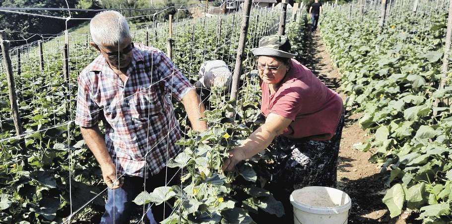 U ZZ Gračanka počela berba kornišona na 200 dunuma: Hiljadu tona krastavaca ide na njemačko tržište