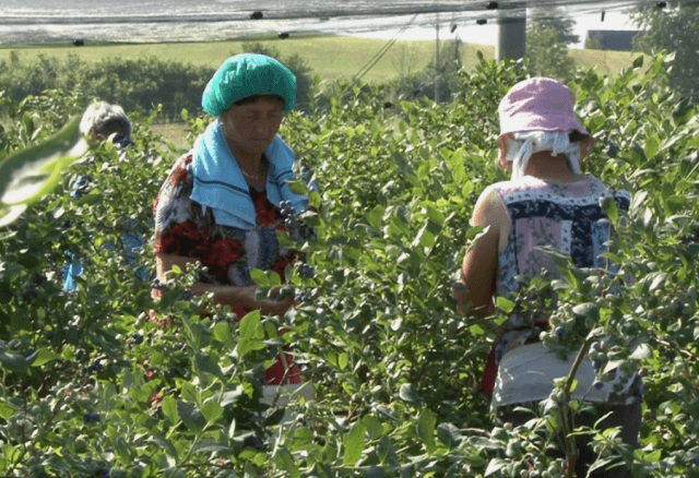 Plantaža je otvorena i za građane - Avaz