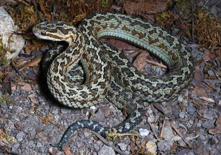 U Kini otkrivena nova vrsta zmije: Iz porodice je onih čiji otrov može paralizirati ljude