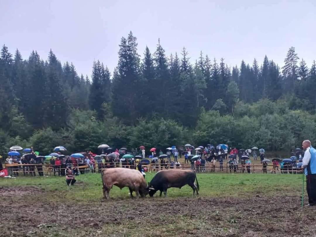 Medonja Habiba Bijelića neprikosnoven i na koridi u Olovskim Lukama