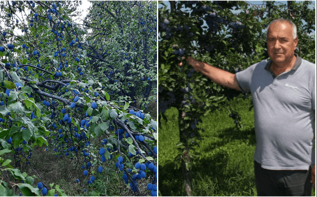 Voćari iz Gradačca u velikim problemima: Šljive rodile, a berača nema