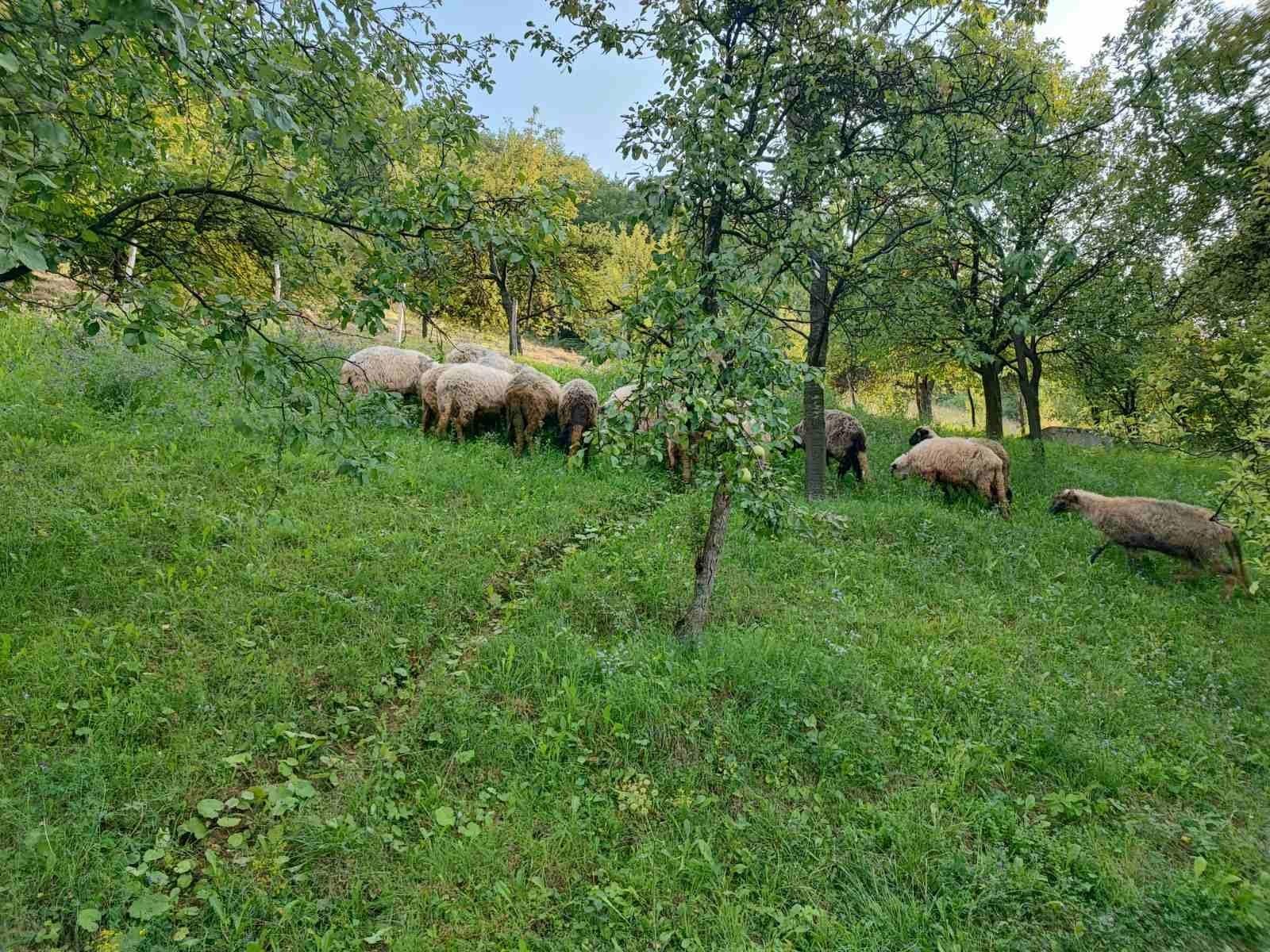 Dizdarević: Dobio omanje stado od 17 ovaca - Avaz