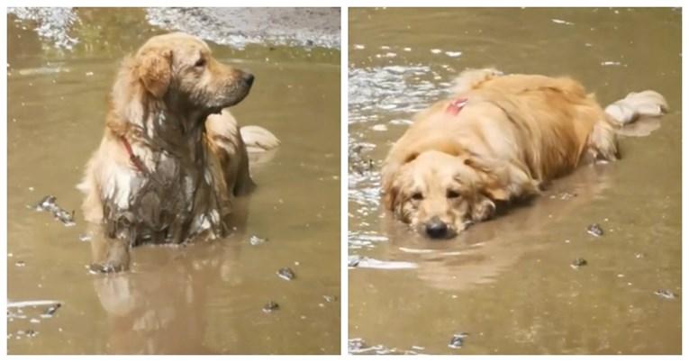 Preslatki retriever zaronio u blatnjavu vodu poput aligatora