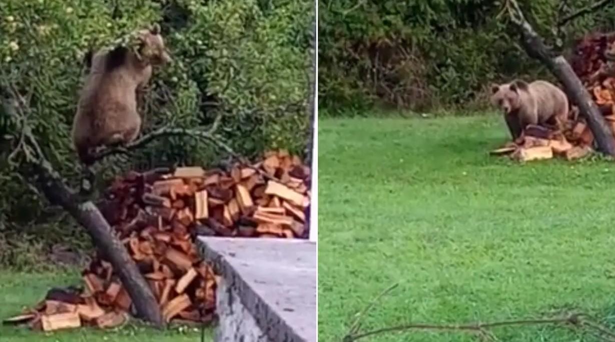 Uhvaćen na djelu: Medo se popeo na drvo i krao jabuke