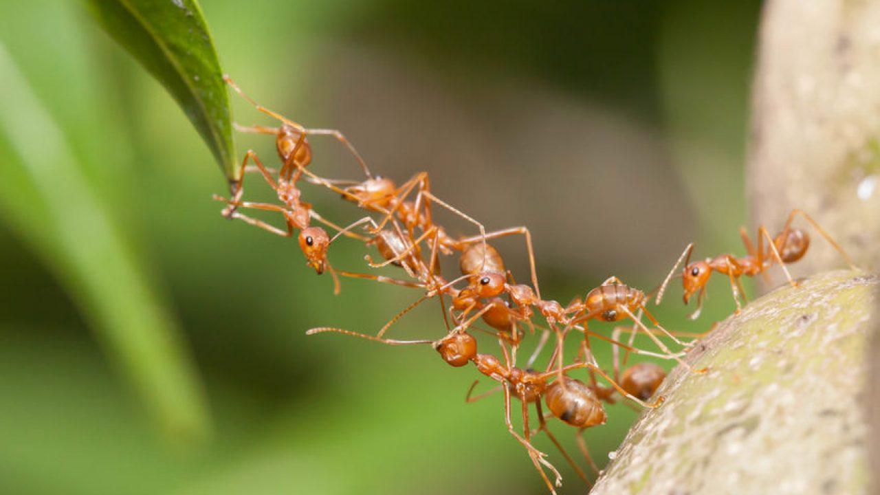 Postoji 15.700 poznatih vrsta i podvrsta mrava - Avaz