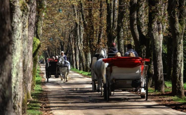 Velika aleja na Ilidži - Avaz