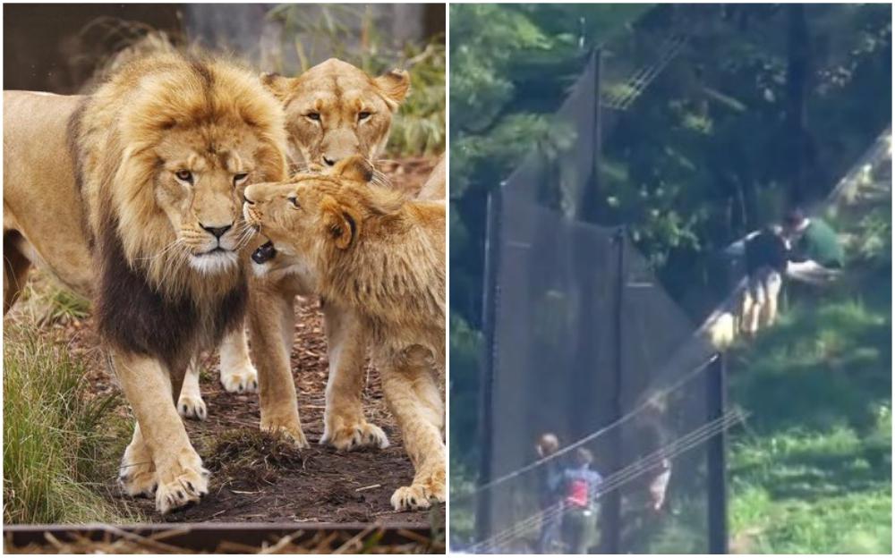 Lavovi pobjegli iz kaveza zoološkog vrta u Australiji