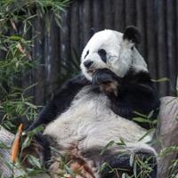 Uginula posljednja džinovska panda u Tajlandu