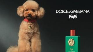 "Dolce & Gabbana" predstavio parfem za pse, veterinari negoduju